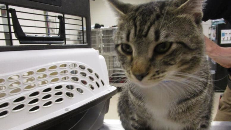 A tabby and white cat looking sad