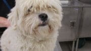 A white toy breed dog looking happy