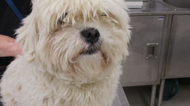 A white toy breed dog looking happy