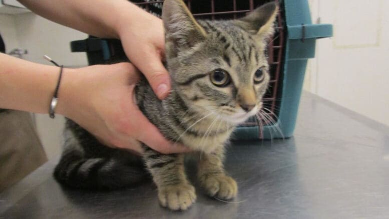 A tabby cat held by someone behind