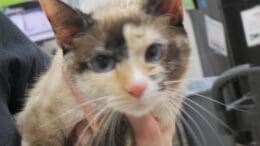 An assorted-colored cat held by someone