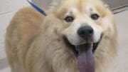 A tan chow with a blue leash, looking happy