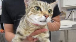 A tabby calico cat held by someone behind, looking sad