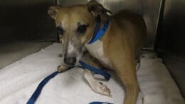 A fawn hound with a blue leash inside a cage