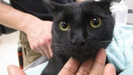 A black cat held by someone