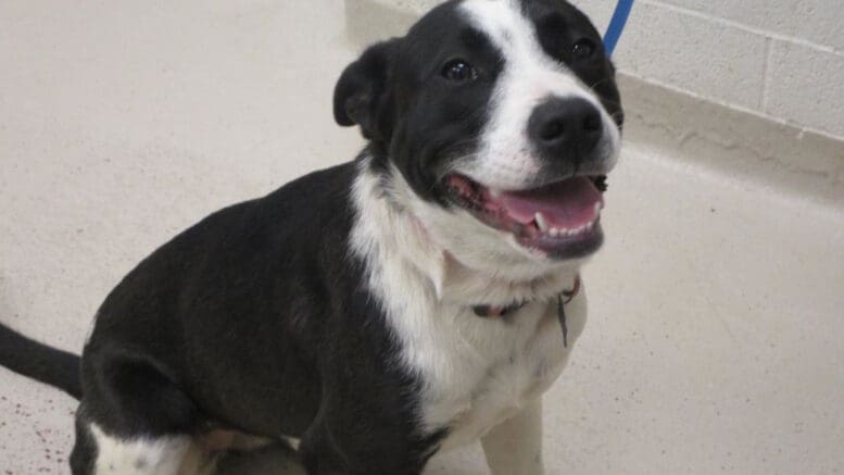 A black/white collie with a blue leash, looking happy