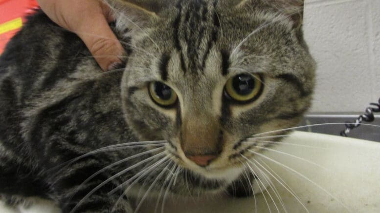 A tabby/white cat held by someone behind, looking sad