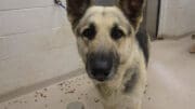 A black/brown shepherd looking at the camera