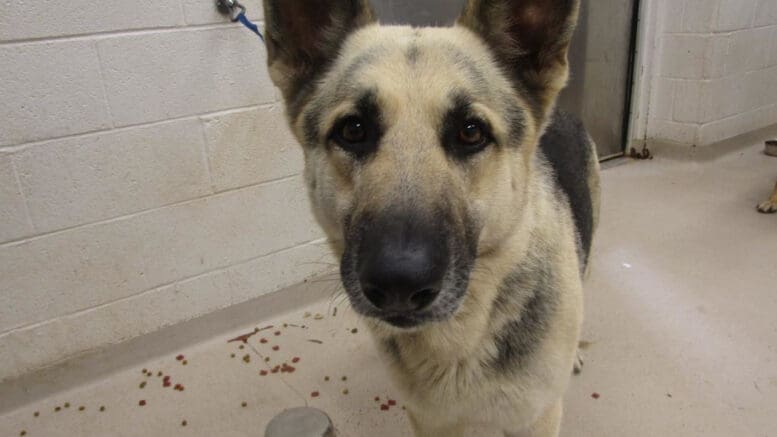 A black/brown shepherd looking at the camera