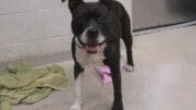 A brindle/white pit bull looking happy