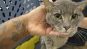 A gray/tabby cat looking sad and held by someone