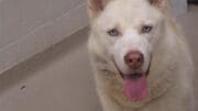 A white husky with a blue leash, looking happy