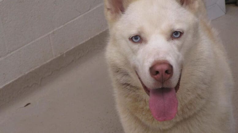 A white husky with a blue leash, looking happy