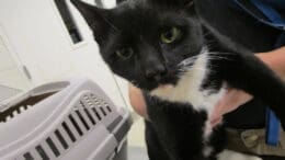 A black/white cat held by someone behind