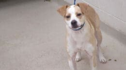 A tan/white terrier with a blue leash, looking angry