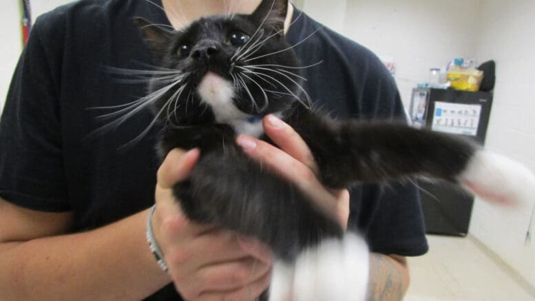 A black/white cat held by someone behind