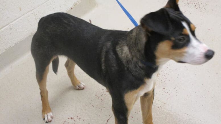 A tri-color dog with a blue leash