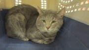 A gray/tabby cat inside a blue/white cage, looking sad