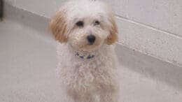 A white/tan poodle looking sad