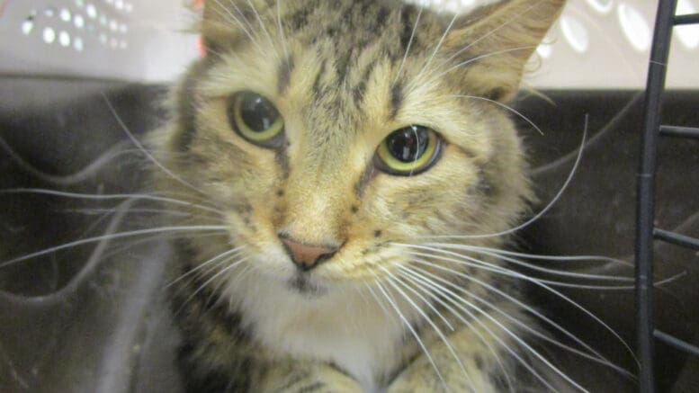 A tabby/white cat inside a cage, looking outside