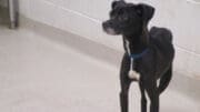 A black/white dog with a blue leash, looking angry