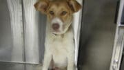 A tan/white mixed breed inside a cage, looking angry