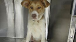 A tan/white mixed breed inside a cage, looking angry