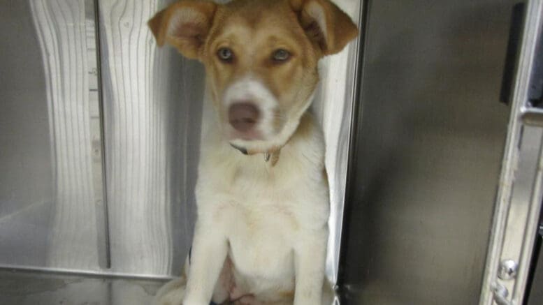 A tan/white mixed breed inside a cage, looking angry