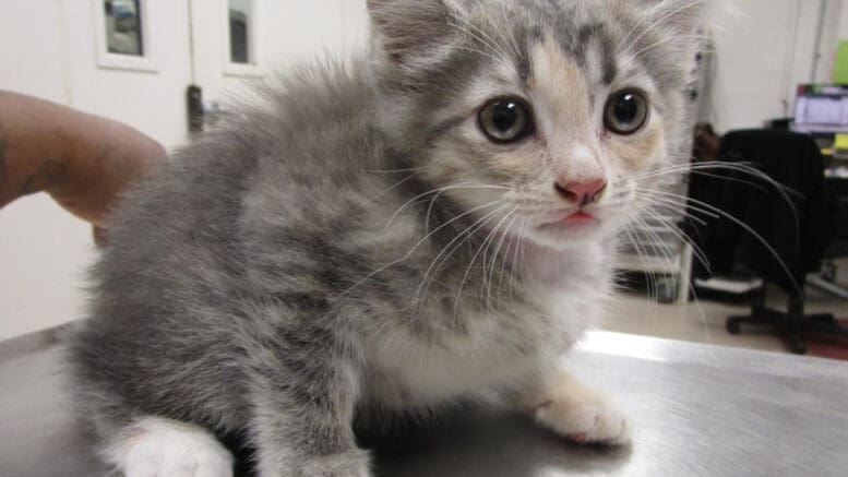 A muted calico cat held by someone behind