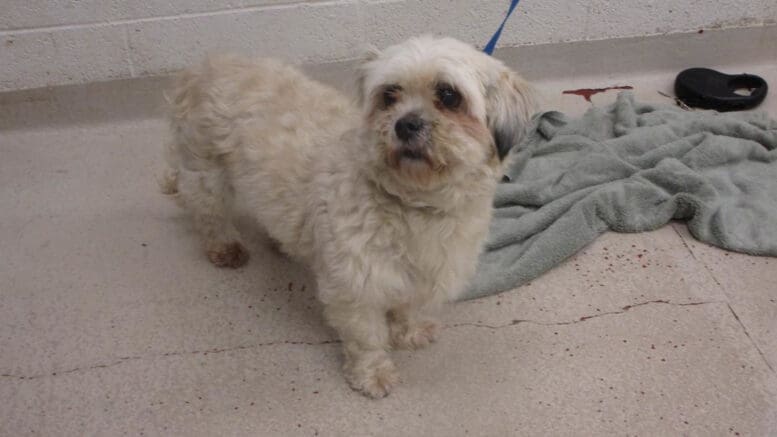 A white toy breed with a blue leash, looking sad