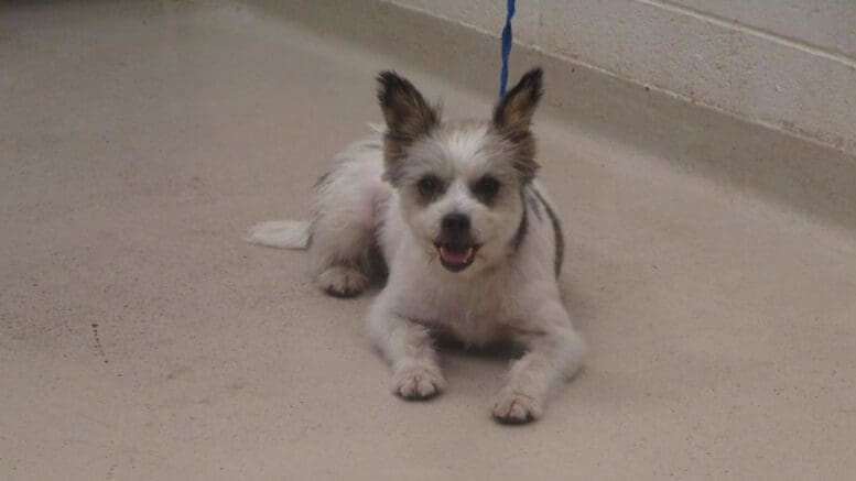 A white/tan terrier with a blue leash, sitting down