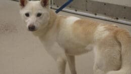 A white/tan dog with a blue leash