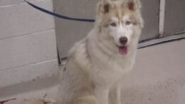 A white/brown husky with a blue leash