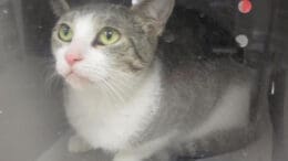 A tabby/white cat inside a cage and looking outside