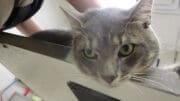 A gray tabby cat on a table