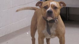 A pit bull type looking angry