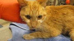 An orange/tabby cat with a blue cloth underneath