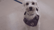 A white toy breed with a blue leash, looking happy