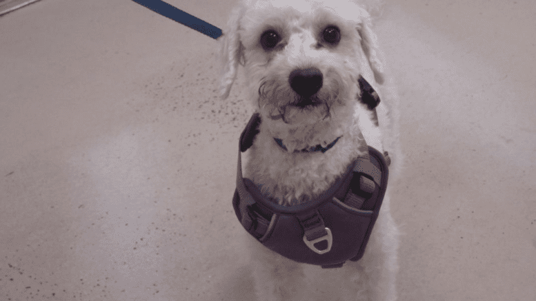 A white toy breed with a blue leash, looking happy