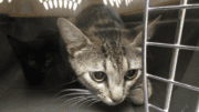 A tabby cat inside a cage, looking sad