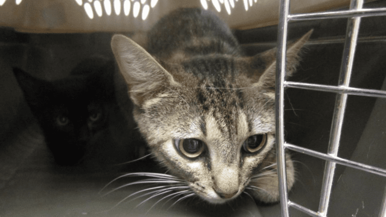 A tabby cat inside a cage, looking sad