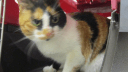 A calico cat inside a cage, looking outside