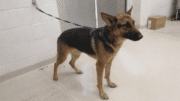 A brown/black shepherd with a blue leash