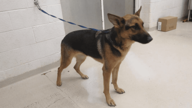 A brown/black shepherd with a blue leash