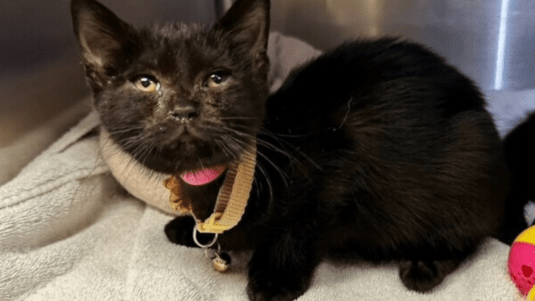 A black kitten inside a cage, looking sad