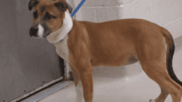 A brown/white puppy shepherd with a blue leash and white cloth