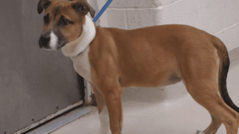 A brown/white puppy shepherd with a blue leash and white cloth