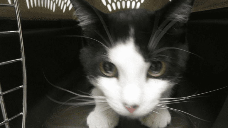 A black/white cat inside a cage, looking ahead