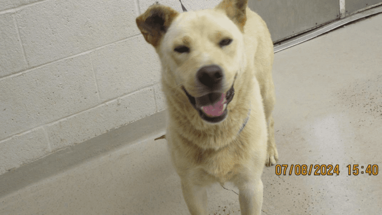 A tan shepherd with a blue leash, looking happy