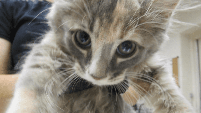 A gray tabby kitten held by someone behind